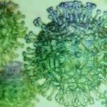 Cvvirus.covid_-1