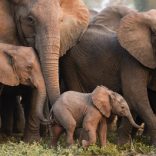 Elephants.gg_