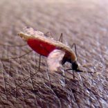 Malaria.m.lusa_