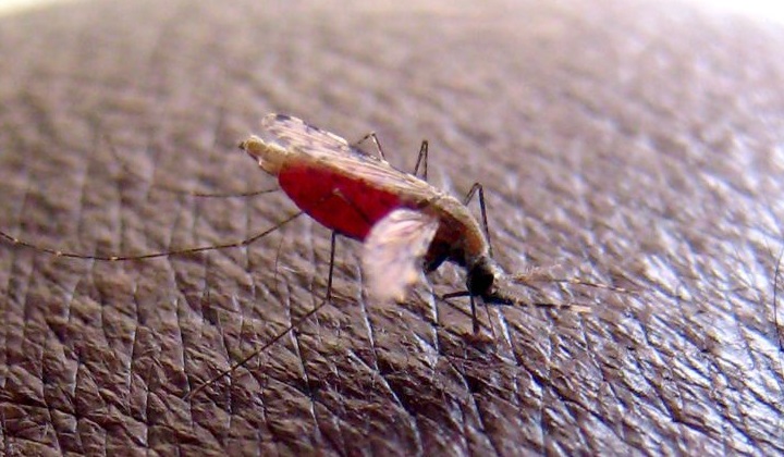 Malaria.m.lusa_