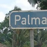 Palma.cropped-1