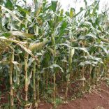 Agfile.not_