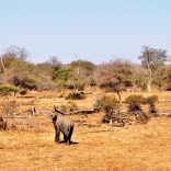 Elephants.f.not_