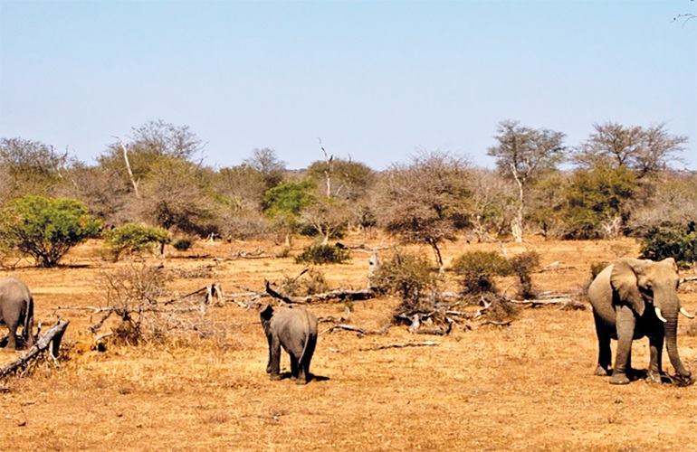 Elephants.f.not_
