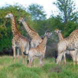 Giraffes.zinave.peacepars