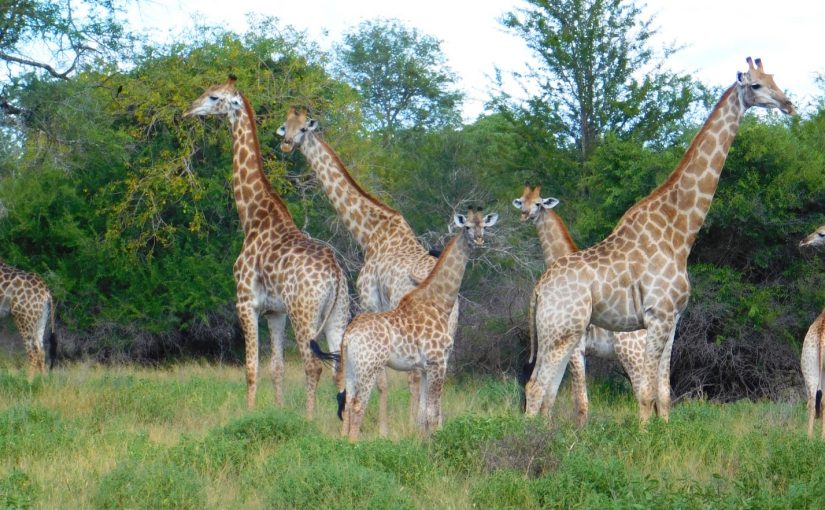 Giraffes.zinave.peacepars