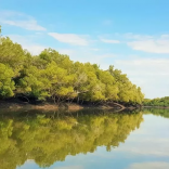 Mangrovemoz.rfi_