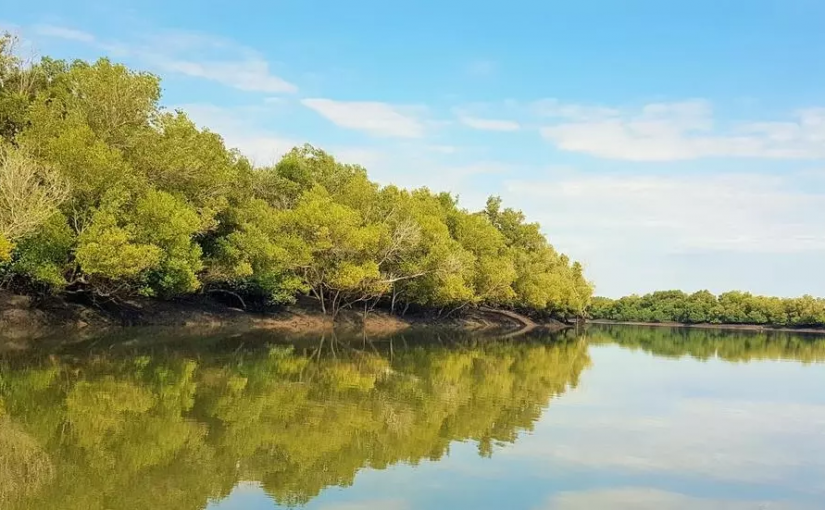 Mangrovemoz.rfi_