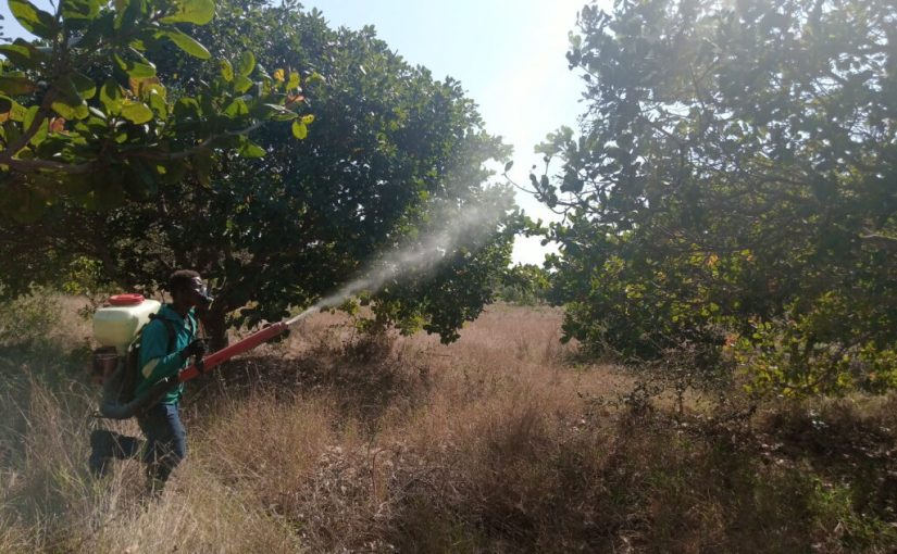 Cashewt.spraying.f