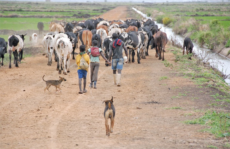 Cattle.not_.not_