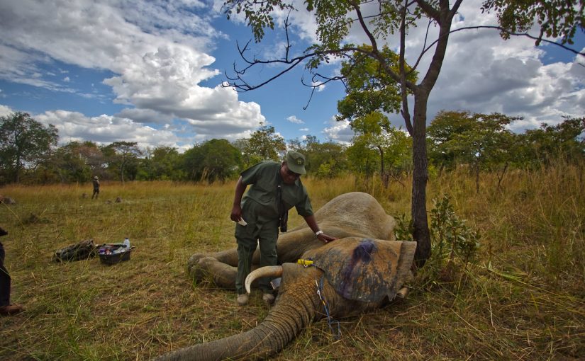 Mozambique: “The Gentleman” – photos | Club of Mozambique