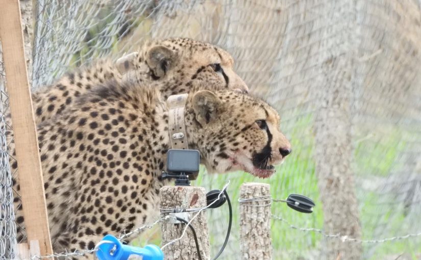 Cabellacheetahhs.moz_