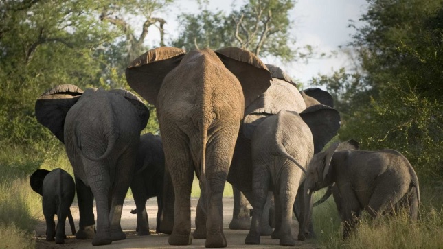 Elephants.f.rm_
