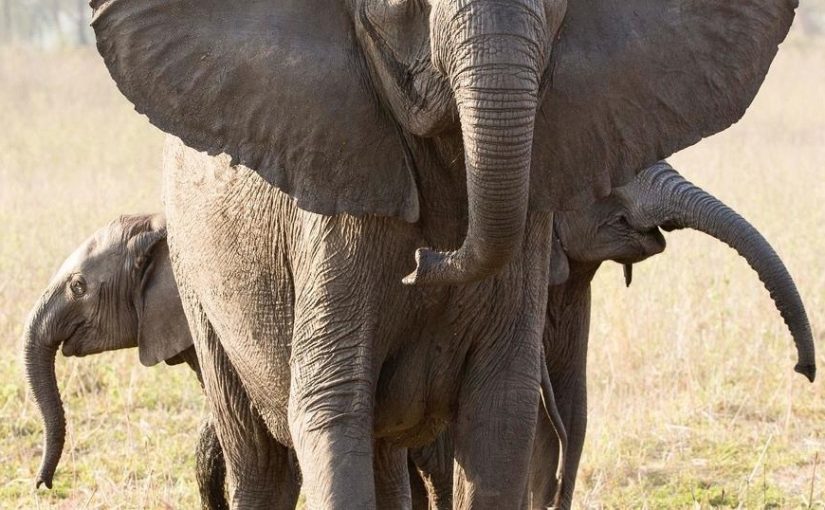 Elephants.afn_.afn_