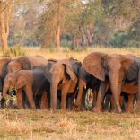 Elephantsv.v.ap_