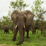 Elephfile.r