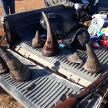 Rhinos.mz_.sa_