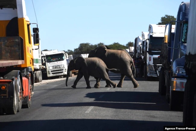 Botswanael.afp_