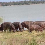 Hipposnot.not_