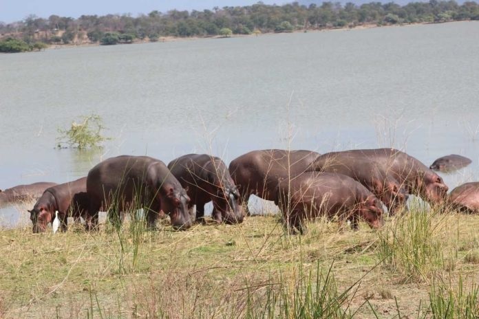 Hipposnot.not_