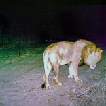 Lionzinave.pp_
