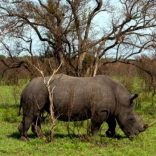 Rhinosb.b