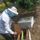Bees....nepal_.r