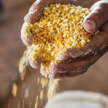 Corn.b.b