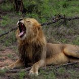Lionsg.b