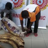 Elephantstte.op_.op_