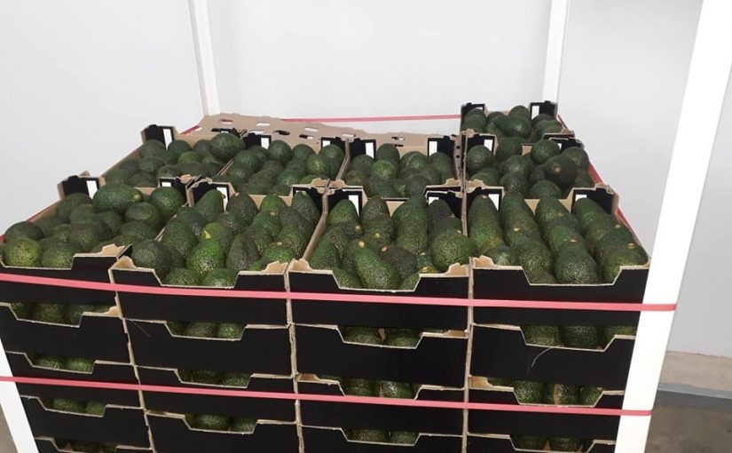 Avocadosmozmoz.manica