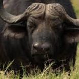 Buffalo.file_.fm_