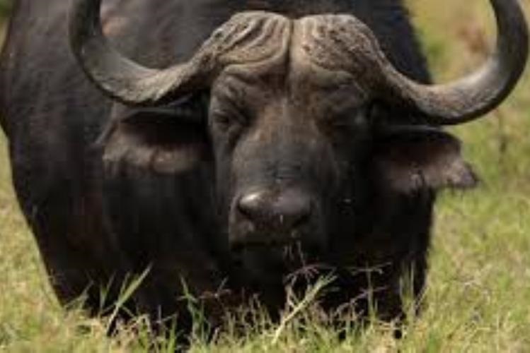 Buffalo.file_.fm_