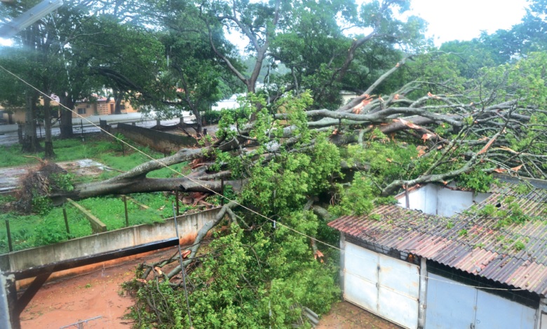 Gombe.domingo.domingo