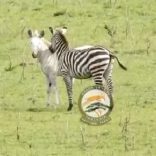 Zebrass.serenguet