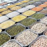 Pulses.theeconomictimes