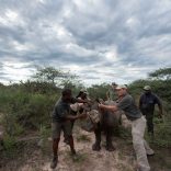 Rhinos.pp_