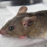 Mastomys_natalensis
