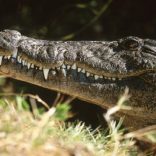 Crocs.g.b