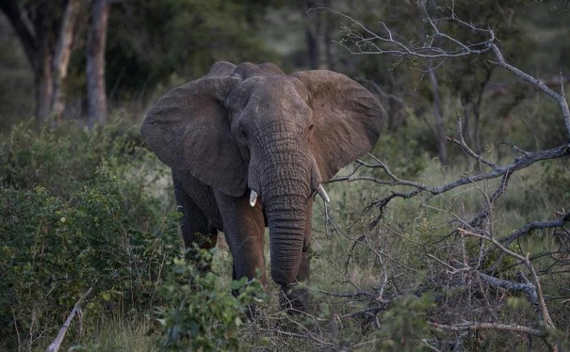 Elephants.b