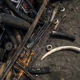 Ivory.afp_