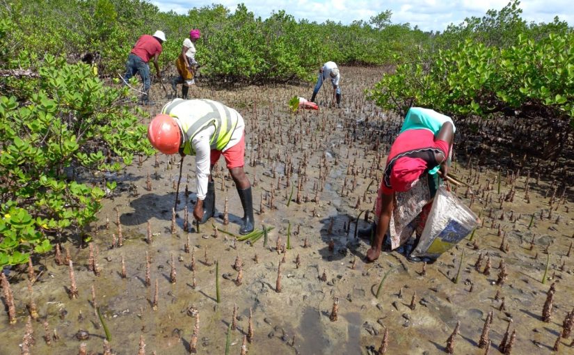 Mangrove.tt_