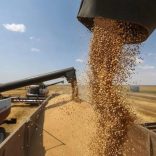 Wheat.b
