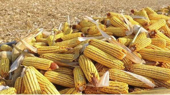 Maize.rm_