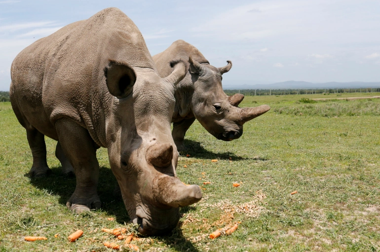 Rhinos.r