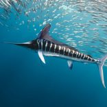 Stripedmarlinf.mmf_.tt_