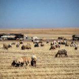 Syriah.wheat_.afp_