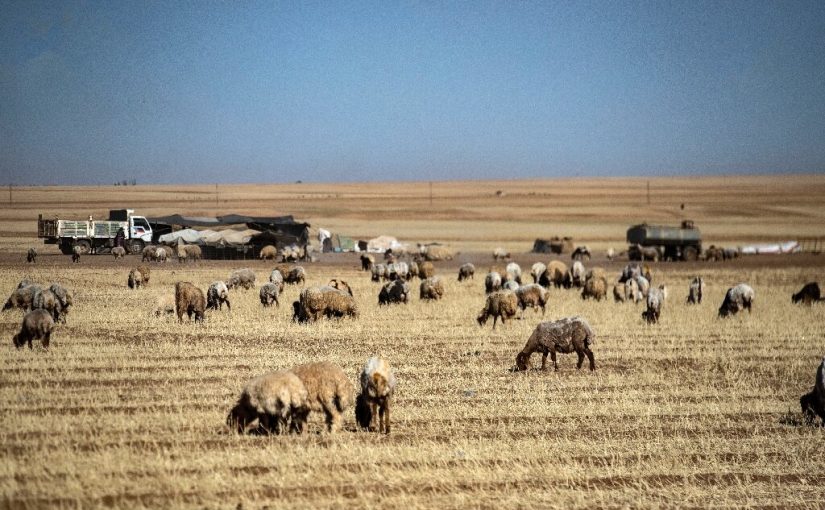 Syriah.wheat_.afp_