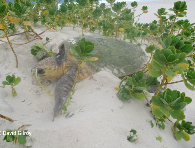 Turtles.biofund