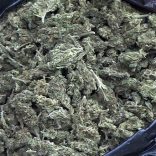 Cannabisr.rm_.rm_